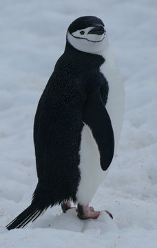 Sakallı penguen resmi