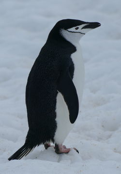 Plancia ëd Pygoscelis antarcticus (Forster & JR 1781)