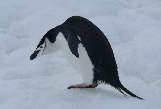 Plancia ëd Pygoscelis antarcticus (Forster & JR 1781)