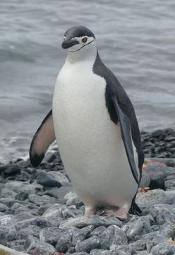 Sakallı penguen resmi