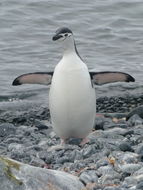 Plancia ëd Pygoscelis antarcticus (Forster & JR 1781)