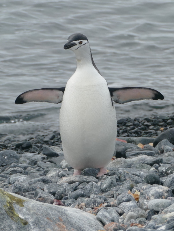 Sakallı penguen resmi