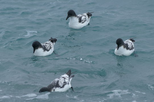 Image of Cape Petrel