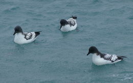 Image of Cape Petrel