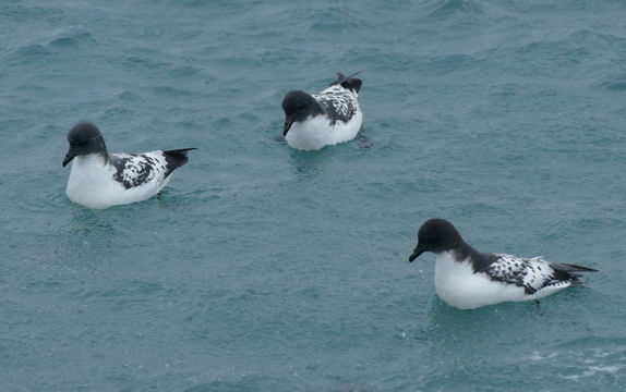 Image of Cape Petrel