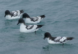 Image of Cape Petrel