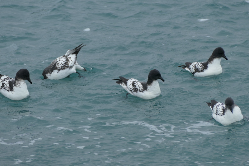 Image of Cape Petrel