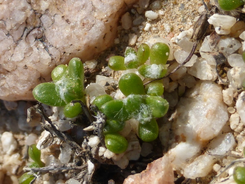 Image of Mojave woolly sunflower