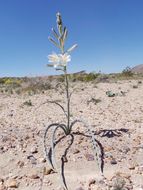 Image of desert lily