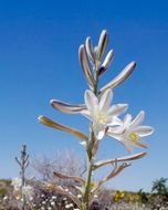 Image of desert lily