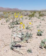 Image of desert lily