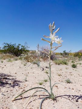 Imagem de Hesperocallis undulata A. Gray