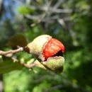 Image of New Zealand Oak