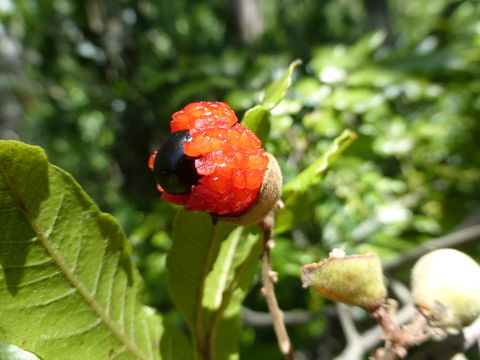 Image of New Zealand Oak