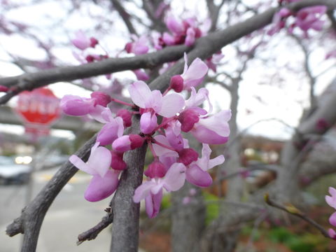 Plancia ëd Cercis canadensis L.