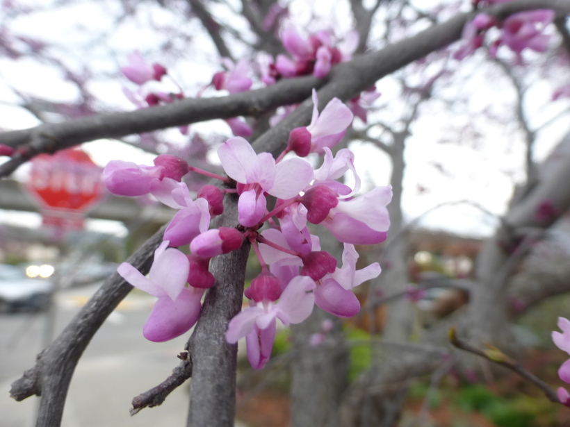 Cercis canadensis L. resmi