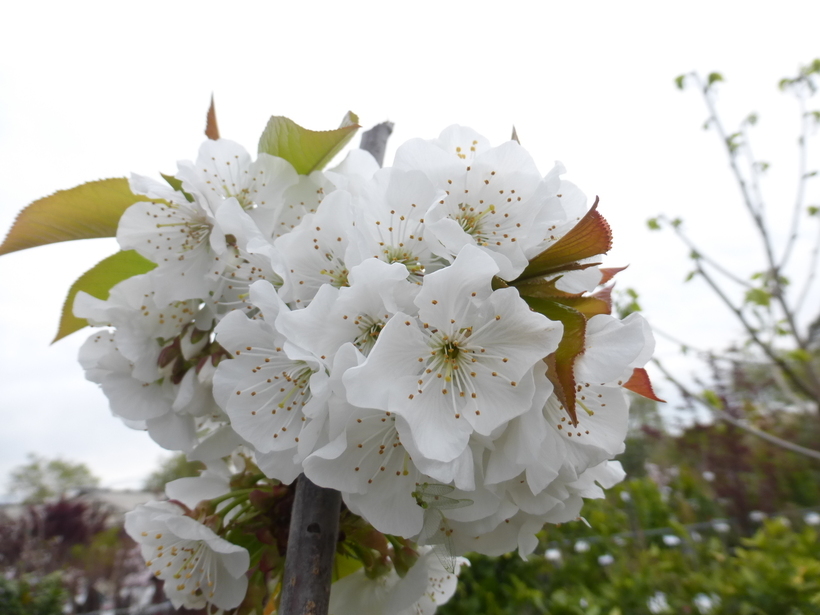 Image of gean, wild cherry