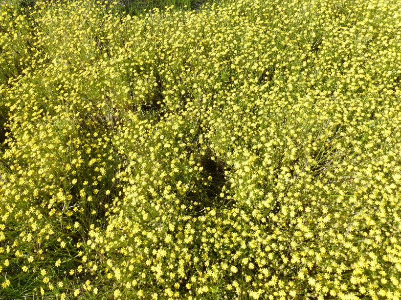 Image of baker's stickyseed