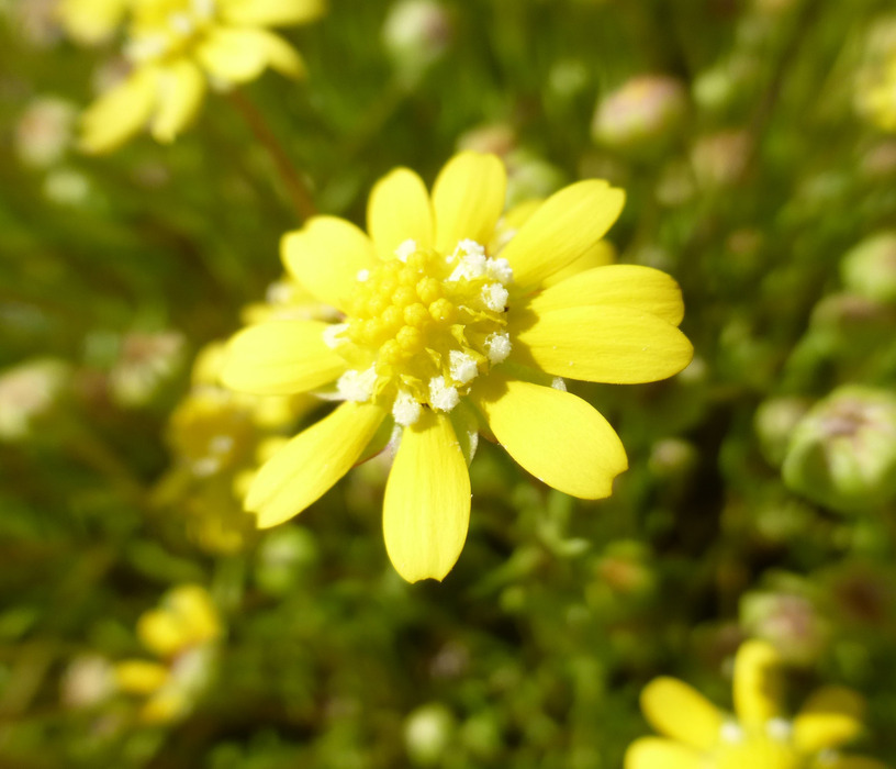 Image of baker's stickyseed