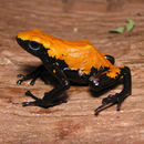 Image of Poison Frogs