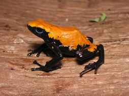 Image of Splashback Poison Frog