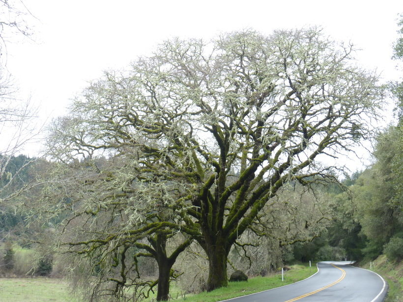 Image of California black oak