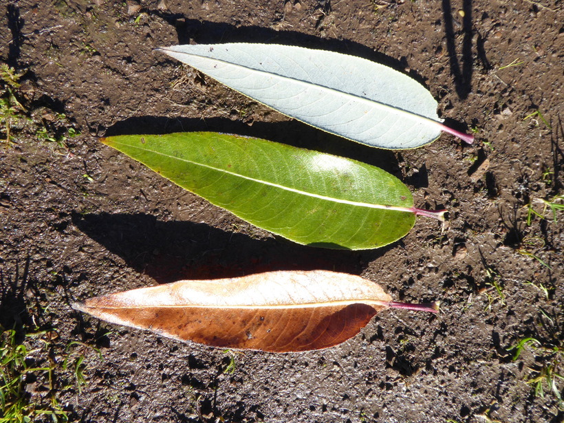 Image de Salix laevigata Bebb