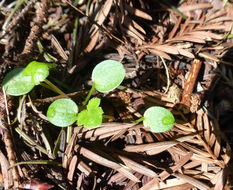 Plancia ëd Sanicula crassicaulis Poepp. ex DC.