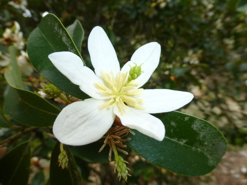 Image of Magnolia laevifolia (Y. W. Law & Y. F. Wu) Noot.