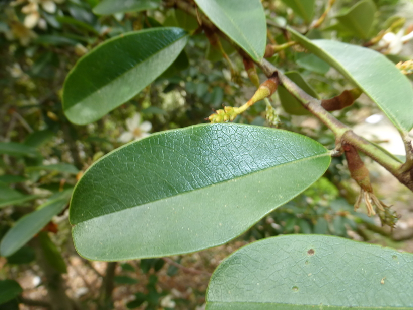 Image of Magnolia laevifolia (Y. W. Law & Y. F. Wu) Noot.