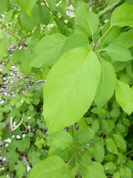 Image of Siberian Crabapple