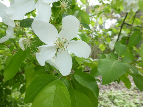 Imagem de Malus baccata (L.) Borkh.