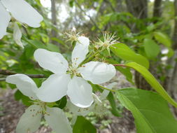 Image de pommier de Sibérie