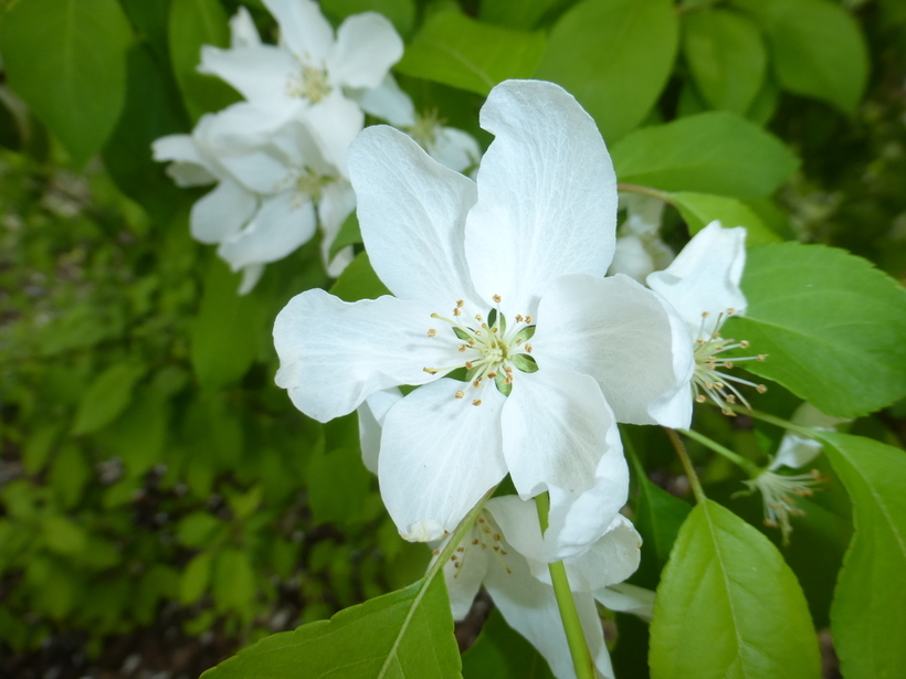 Image de pommier de Sibérie