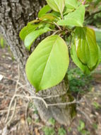 Plancia ëd Malus halliana Koehne