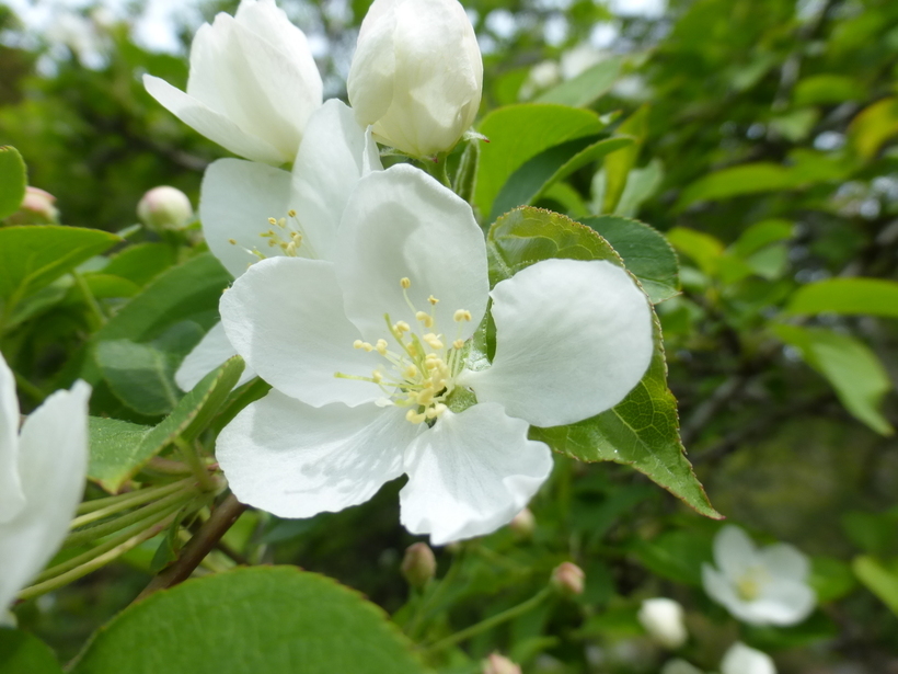 Plancia ëd Malus halliana Koehne