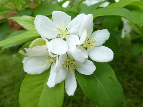 Image de Malus sieboldii (Regel) Rehd.