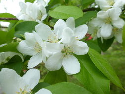 Imagem de Malus sieboldii (Regel) Rehd.