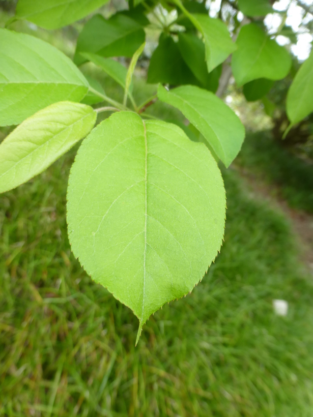 Imagem de Malus sieboldii (Regel) Rehd.