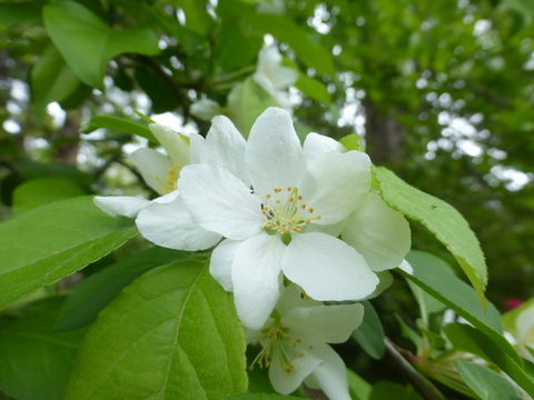 Image of Toringa crab apple