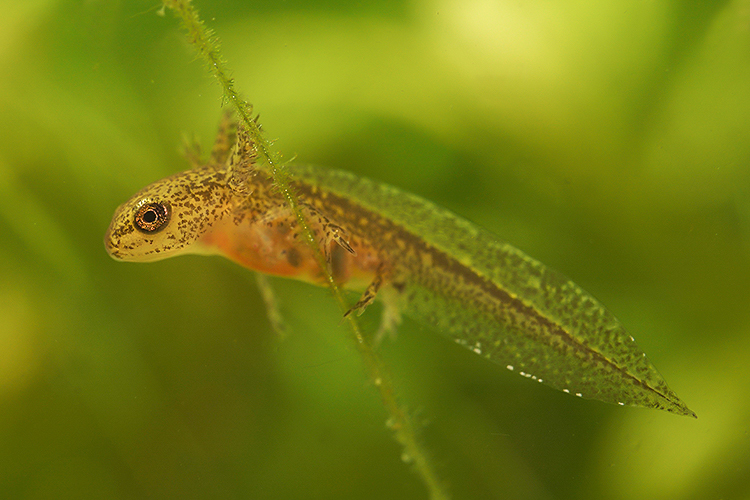 Image of Carpathian Newt