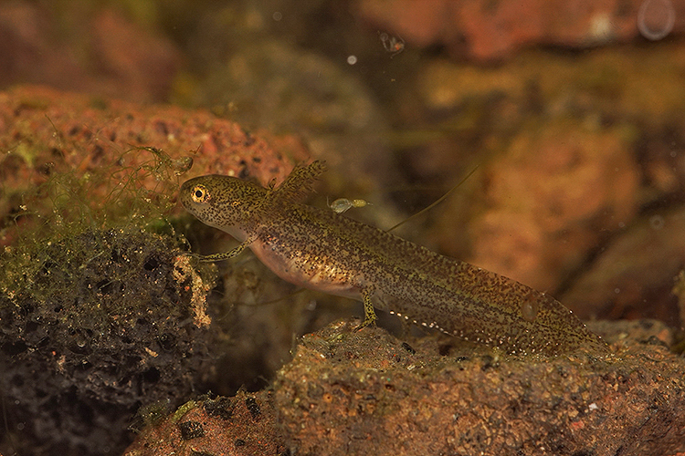 Image of Carpathian Newt