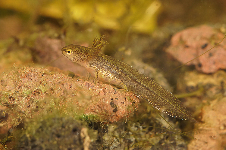 Image of Carpathian Newt