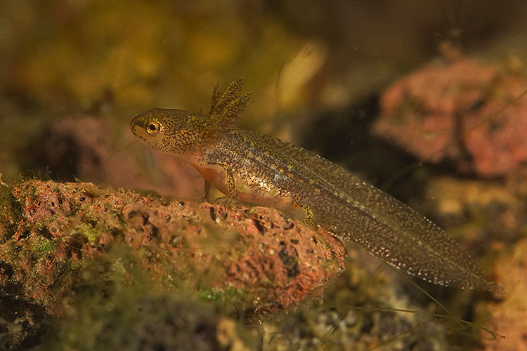 Image of Carpathian Newt