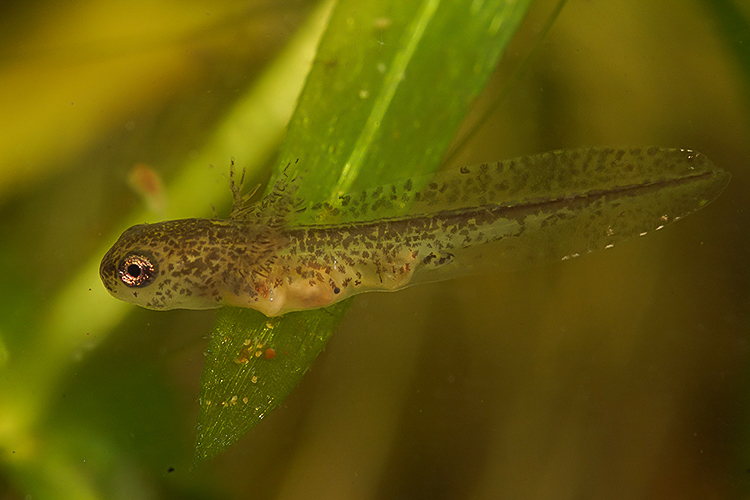 Image of Carpathian Newt