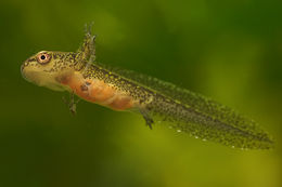 Image of Carpathian Newt