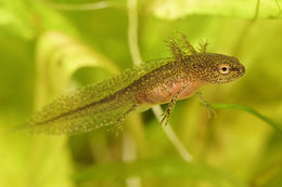 Image of Carpathian Newt