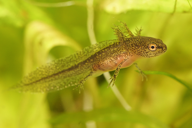 Image of Carpathian Newt