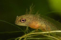 Image of Carpathian Newt