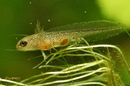 Image of Carpathian Newt